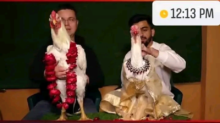 Hen cock marriage