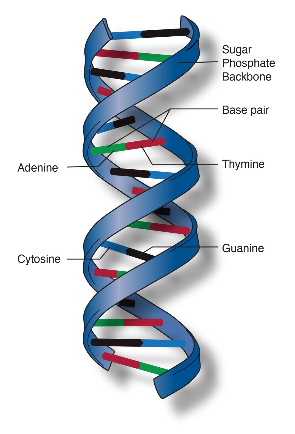DNA