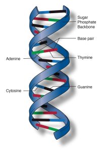 DNA