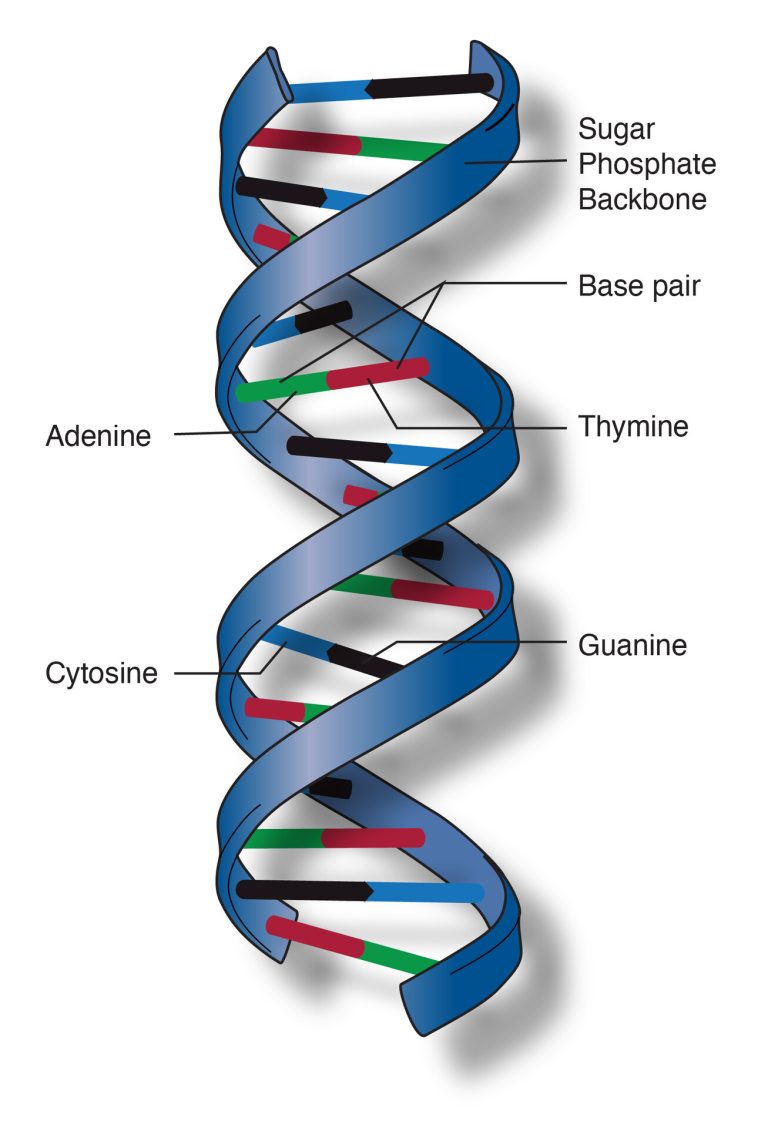 DNA