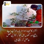 Kitchen gardening