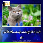 DNA report of cats change the history