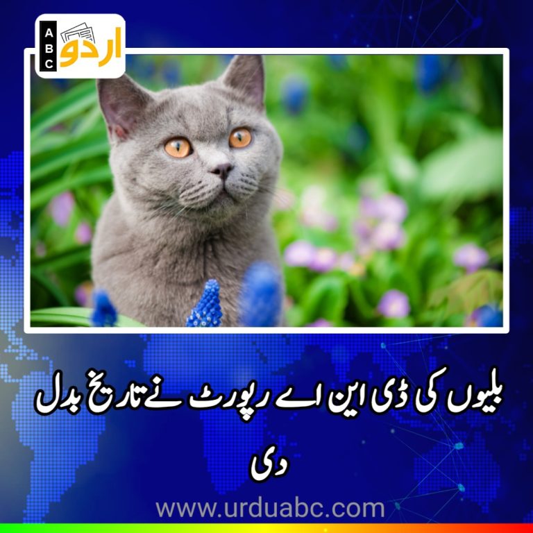 DNA report of cats change the history