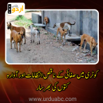 Trash and stray dogs