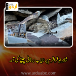 Snow leopard on karakuram highway