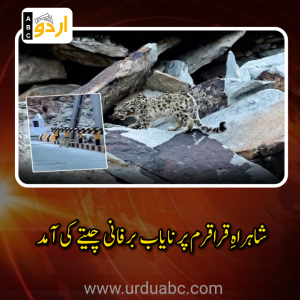 شاہراہِ قراقرم پر نایاب برفانی چیتے کی آمد: گلگت بلتستان کے فطری حسن اور جنگلی حیات کے تحفظ کا روشن باب