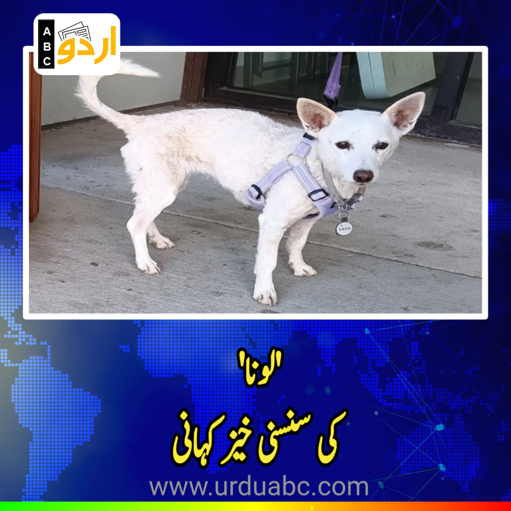 Luna, a 10-year-old Jack Russell