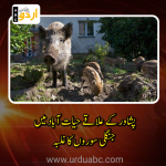 Pigs in hayatabad residential areas